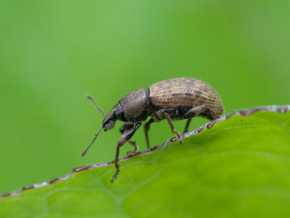 Barynotus obscurus